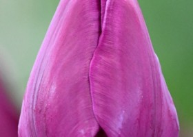 Tulipa Negrita (4)